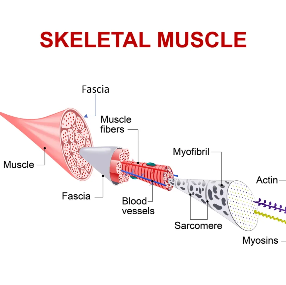 Skeletal muscle structure diagram